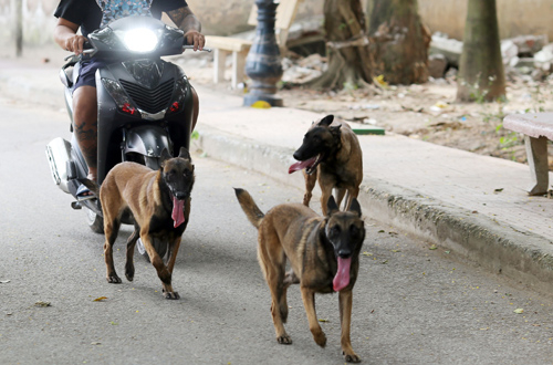 Hà Nội lập gần 600 đội bắt chó thả rông