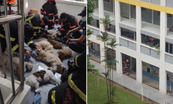 Nhân viên cứu hỏa nỗ lực cứu 14 chú mèo khỏi đám cháy lớn