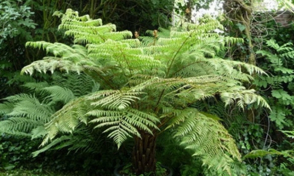 Thực hư về việc người phụ nữ sống sót sau 7 ngày rơi xuống vực ở Yên Tử và ăn lá dương xỉ để sống