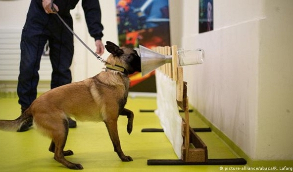 Loài chó có thể sử dụng khứu giác để phát hiện virus SARS-CoV-2