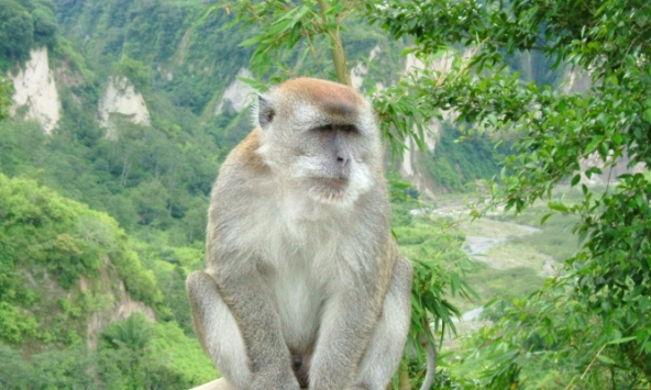 Đại dịch virus đậu mùa khỉ liệu có trở thành đại dịch tiếp theo sau Covid-19?