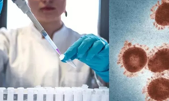 Chuyên gia nêu lý do đậu mùa khỉ không có khả năng gây ra một đại dịch như SARS-CoV-2