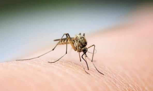 Nhiều tỉnh miền Tây bùng phát dịch sốt xuất huyết