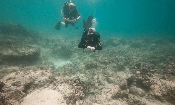 San hô ở Hòn Mun bị chết hàng loạt như thế nào? 