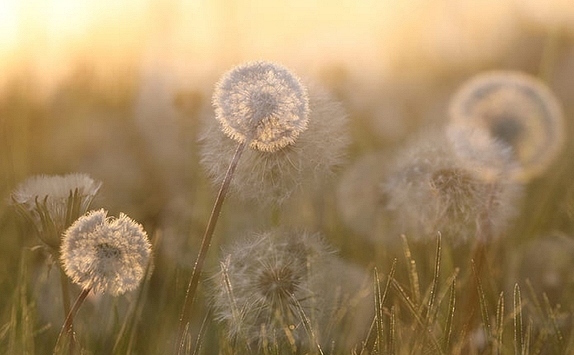 Con gái ơi! Hoa cũng như nước mắt người!