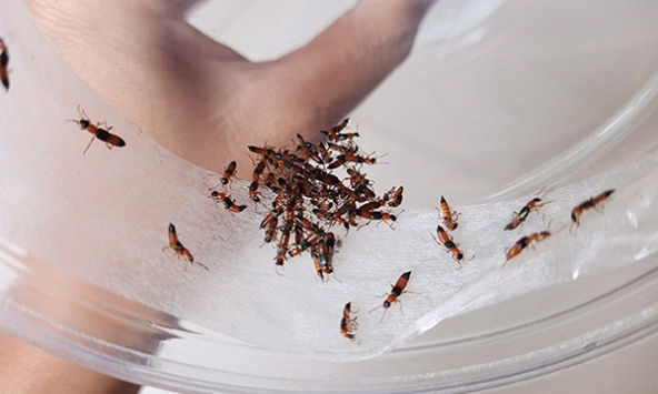 Cảnh báo viêm da vì kiến ba khoang