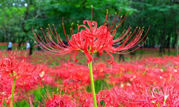 5 cây cảnh chứa độc tố cần lưu ý khi được trồng trong nhà 