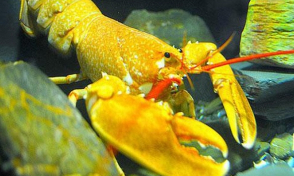 Tôm hùm màu vàng rực ở Sài Gòn được trả giá 150 triệu đồng 