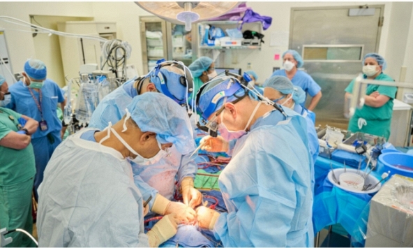 Cấy ghép thành công tim heo vào bệnh nhân chết não