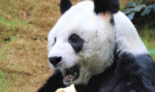 Gấu trúc đực già nhất thế giới qua đời tại Hồng Kông