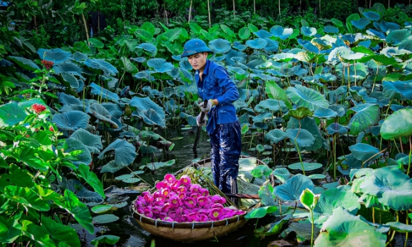 Sen Hồ Tây cuối vụ, hoa to cánh dày, không đủ cho khách đặt mua