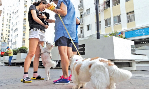 Những quy định cần biết khi nuôi chó mèo tại các khu đô thị