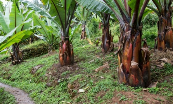 'Siêu thực phẩm' mới cứu hàng triệu người khỏi khủng hoảng lương thực trong tương lai