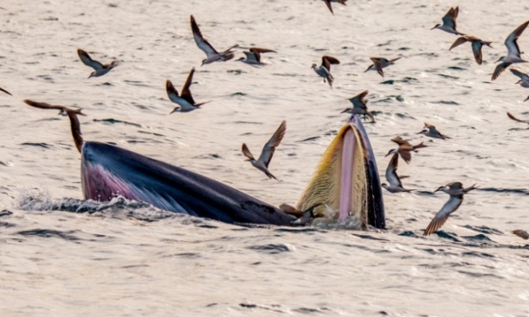 Chuyên gia lý giải lý do cá voi xuất hiện trên biển Bình Định