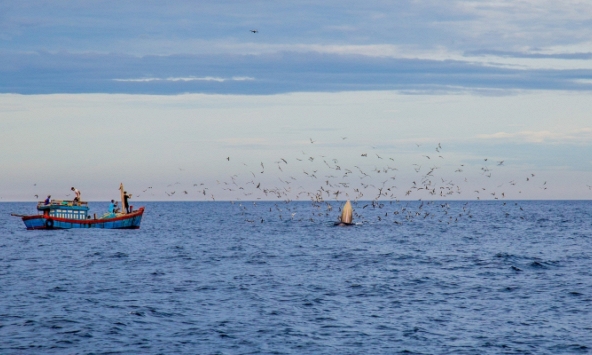 Tour xem cá voi khổng lồ ở Bình Định: Có ảnh hưởng đến môi trường?