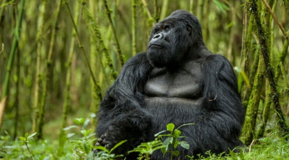 Du lịch động vật hoang dã trên thế giới được quy định như thế nào?