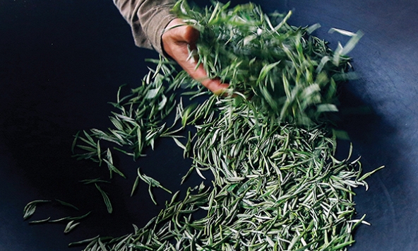  Theo dấu trà - Tà Xùa (Kỳ 2)