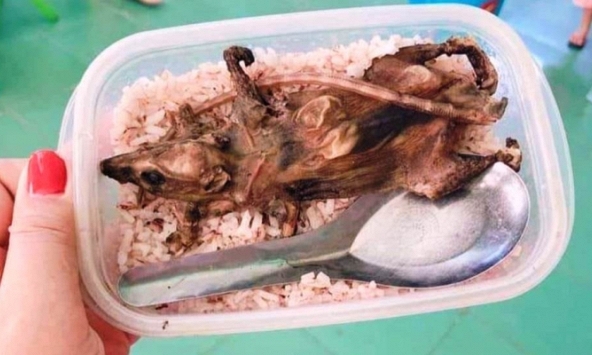 Thực hư thông tin học sinh vùng cao Quảng Nam chỉ ăn cơm trắng với thịt chuột