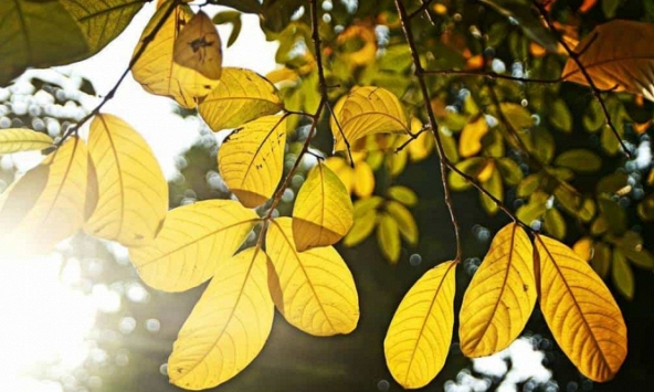 Những tác phẩm thơ về mùa thu nổi tiếng nhất trên thi đàn Việt Nam