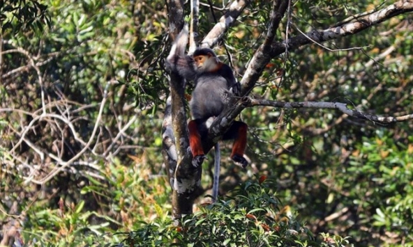 Việt Nam có thêm hai vườn quốc gia được đề cử 'Vườn Di sản ASEAN'