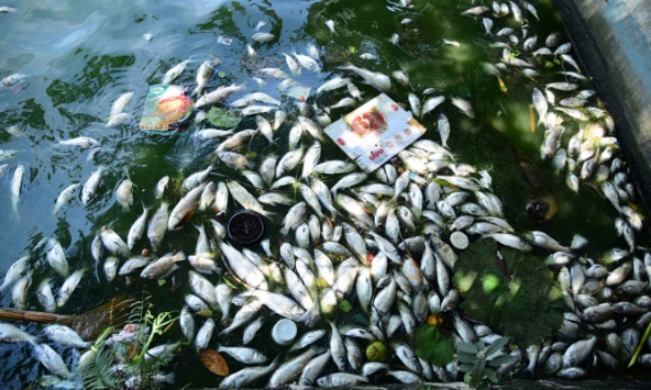 Cá vẫn chết trắng hồ Tây, công nhân môi trường mỗi ngày đẩy thuyền vớt xác cá