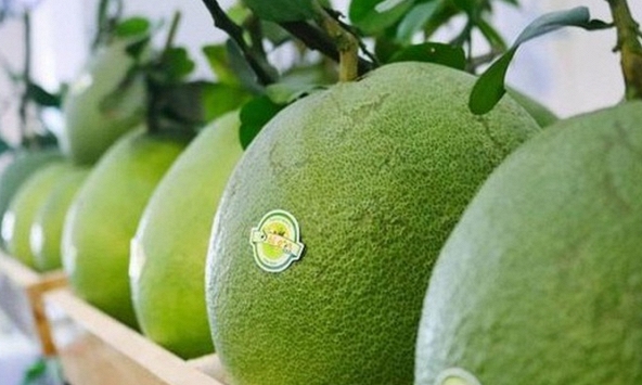 Để được nhập khẩu vào Hoa Kỳ, trái bưởi tươi của Việt Nam cần đáp ứng những tiêu chuẩn gì?