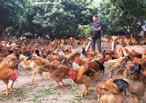 Bộ NN-PTNT ra công điện khẩn đề nghị các địa phương kiểm soát dịch cúm gia cầm