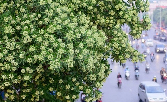 Đề xuất chuyển loạt cây hoa sữa cổ thụ khỏi phố Nguyễn Chí Thanh