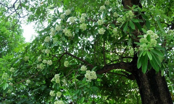 Vì sao nhiều người ngửi mùi hoa sữa cảm thấy đau đầu, buồn nôn?