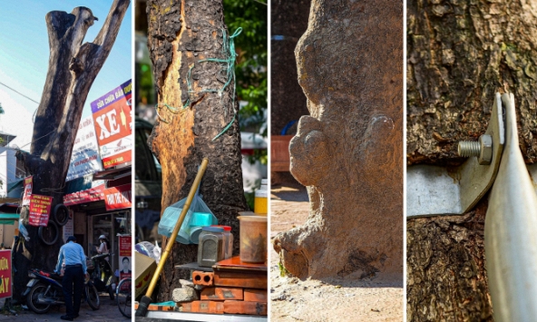 Cây xanh sống ngột ngạt trong thành phố