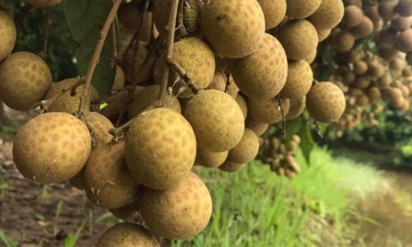 Hoàn thành mở cửa thị trường nhiều nông sản sang Trung Quốc, New Zealand và Nhật Bản