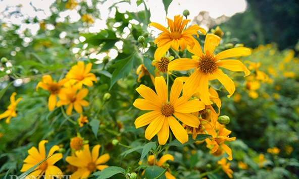 Rực rỡ mùa hoa cuối năm dọc đất nước