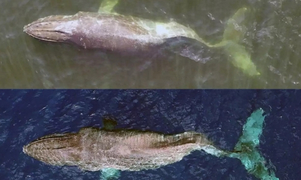 Cá voi lưng gù bơi 5.000km trong tình trạng chấn thương cột sống