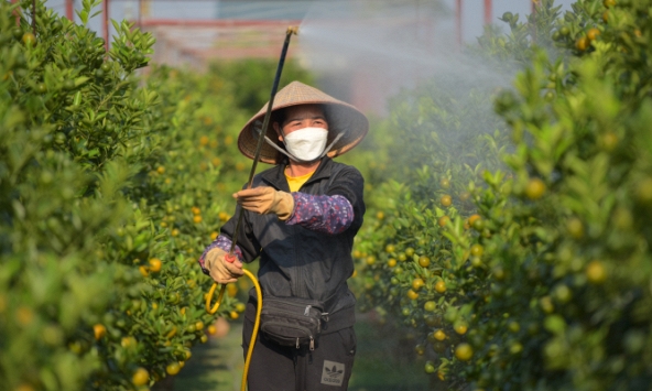 Làng nghề quất cảnh Tứ Liên đang tất bật vào vụ tết