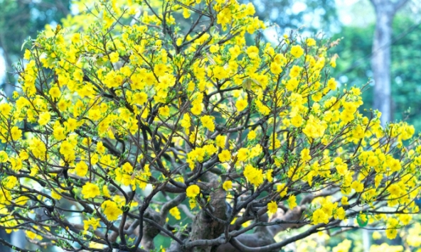 'Đến hẹn lại lên' mai vàng tiền tỷ chuẩn bị ra chợ Tết