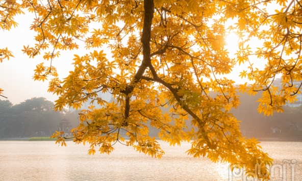 Cây mõ Hồ Gươm thay màu lá vàng báo năm hết tết đến