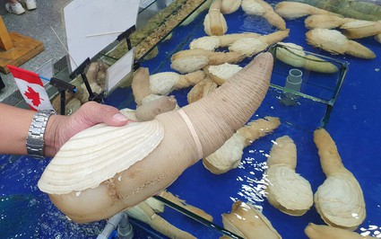 Ốc vòi voi vàng lần đầu về Việt Nam, giá 2,5 triệu đồng/kg