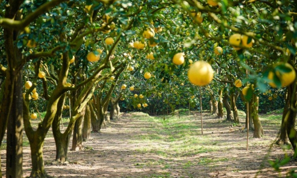 Thủ phủ bưởi Diễn tất bật thu hoạch phục vụ Tết