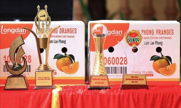 Xuất khẩu gần 7 tấn cam Cao Phong đầu tiên sang Anh