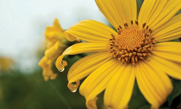 Giấc mơ của dã quỳ