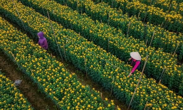 Làng hoa Tây Tựu Hà Nội tất bật ngày cận Tết