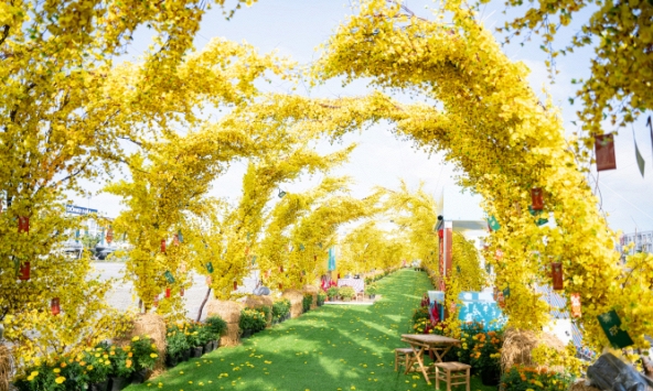 Thích thú với đường mai dài nhất Việt Nam