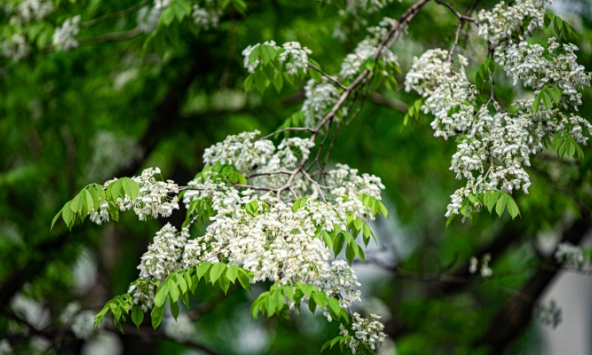 Ngắm hoa sưa nở trắng tinh khôi giữa Hà Nội