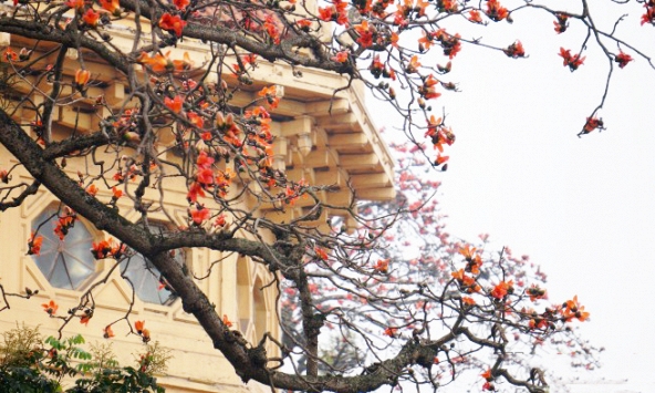 Hà Nội rực rỡ mùa hoa tháng 3