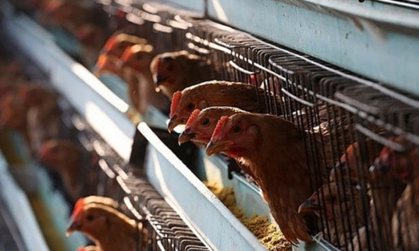 Bộ Y tế: Giám sát chặt người nhập cảnh, ngăn cúm gia cầm lây sang người