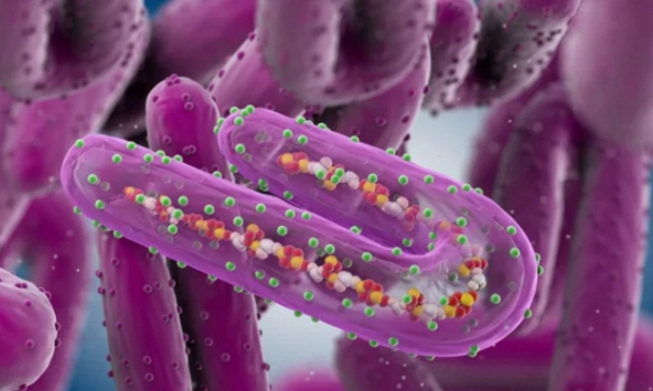 Bộ Y tế cảnh báo bệnh Marburg vừa phát hiện có tỷ lệ tử vong lên đến 88%