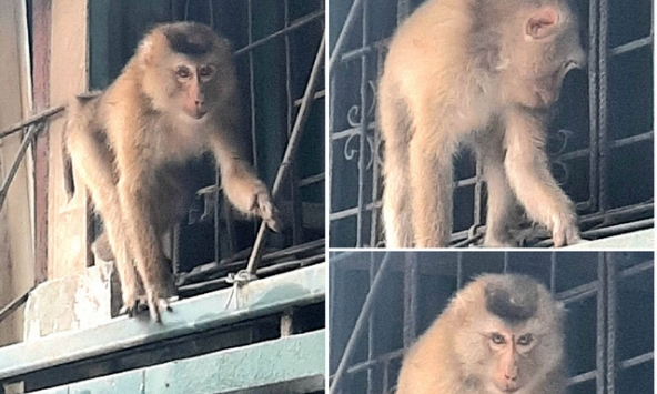 Khỉ hoang náo loạn khu dân cư Hà Nội