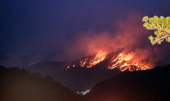 Hơn 10 ha rừng thông bị ảnh hưởng trong vụ cháy ở đèo Prenn, Đà Lạt