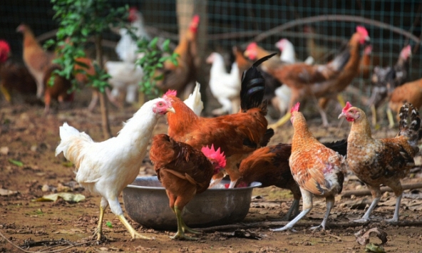 Người đàn ông bị kết án 6 tháng tù giam vì hù dọa hơn 1.000 con gà tới chết