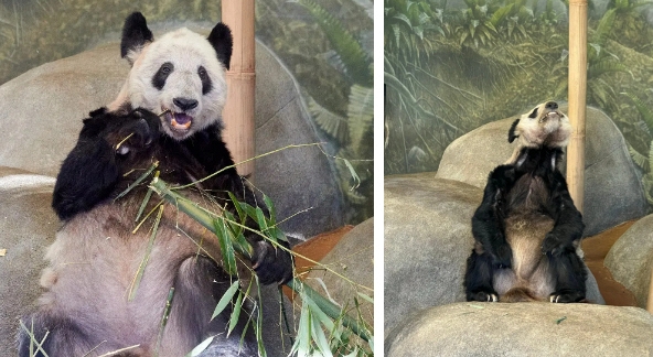 Gấu trúc Ya Ya trở về quê hương Trung Quốc sau 20 năm sống tại sở thú Mỹ trong tình trạng bệnh tật